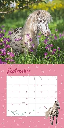 Alpha Edition - Pferdefreunde Kalender 2026 – Broschürenkalender 30×30 cm mit Pferde- & Ponyfotos von Christiane Slawik, Kinderkalender mit Stundenplänen, Ferientabelle & Extra-Spiel - Image 4