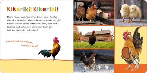 Hör mal rein, wer kann das sein? – Im Stall: Streicheln und hören | Hochwertiges Pappbilderbuch mit 5 Sounds und Fühlelementen für Kinder ab 6 Monaten - Image 3