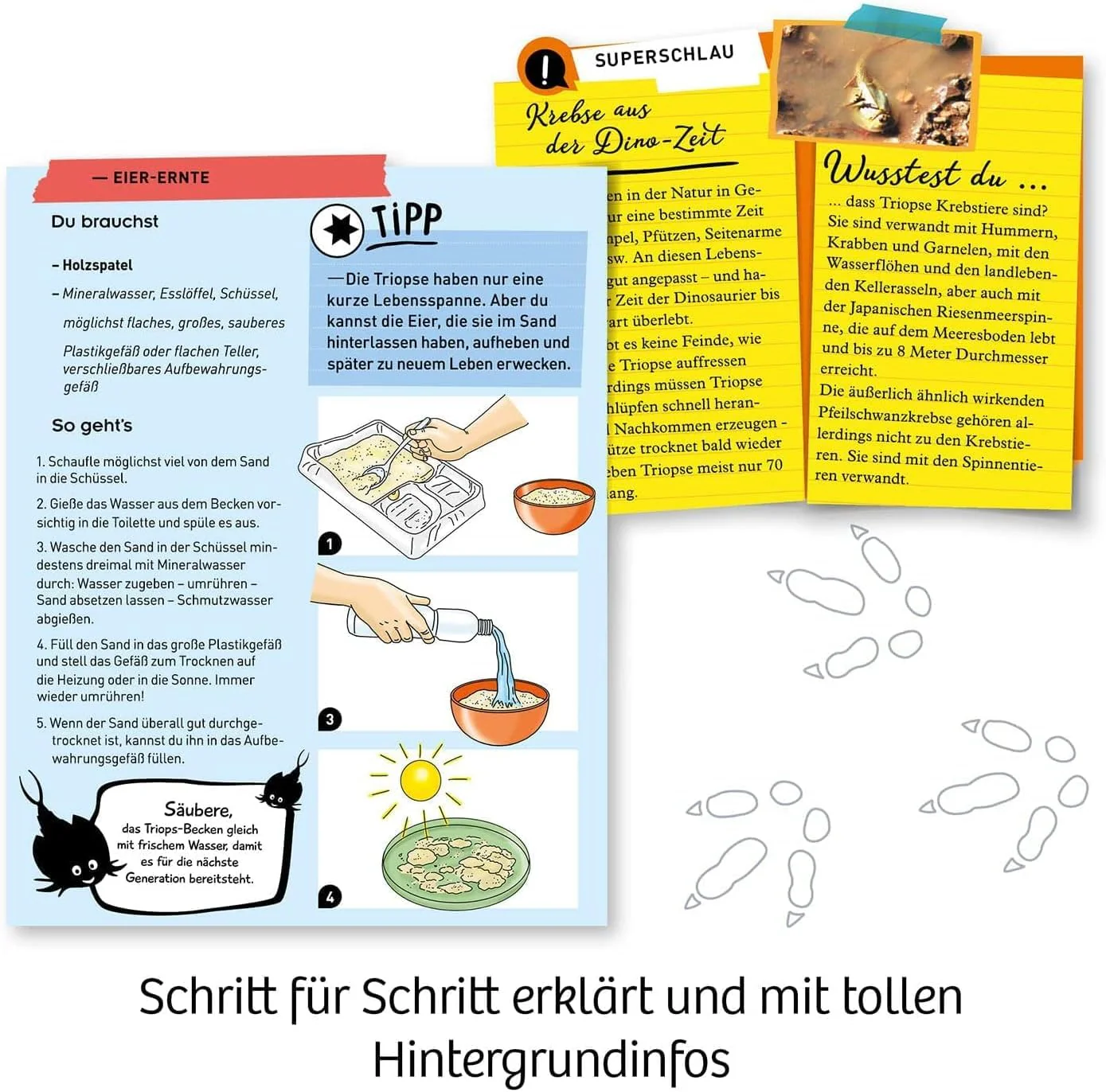 KOSMOS 637231 Fun Science - Triops züchten, Urzeitkrebse hautnah erleben, Starter-Set, Experimentierset für Einsteiger und Kinder ab 8 Jahre, Experimentierkasten - Image 3