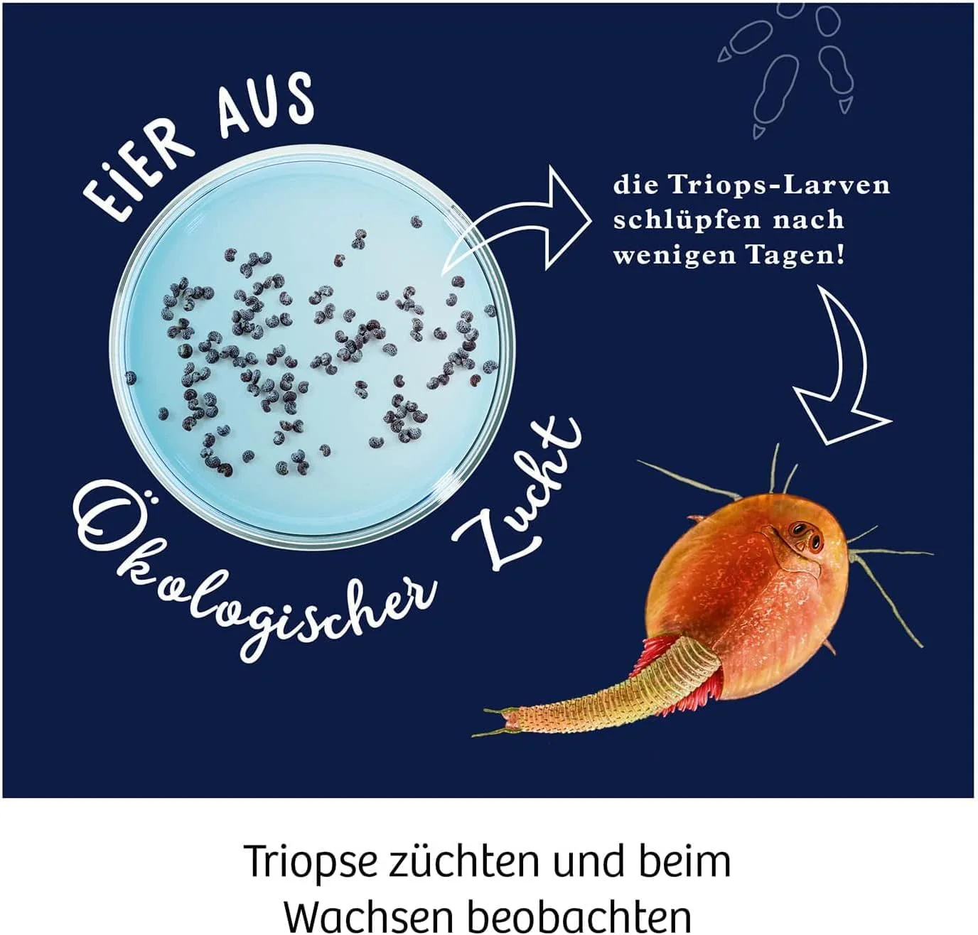 KOSMOS 637231 Fun Science - Triops züchten, Urzeitkrebse hautnah erleben, Starter-Set, Experimentierset für Einsteiger und Kinder ab 8 Jahre, Experimentierkasten - Image 5
