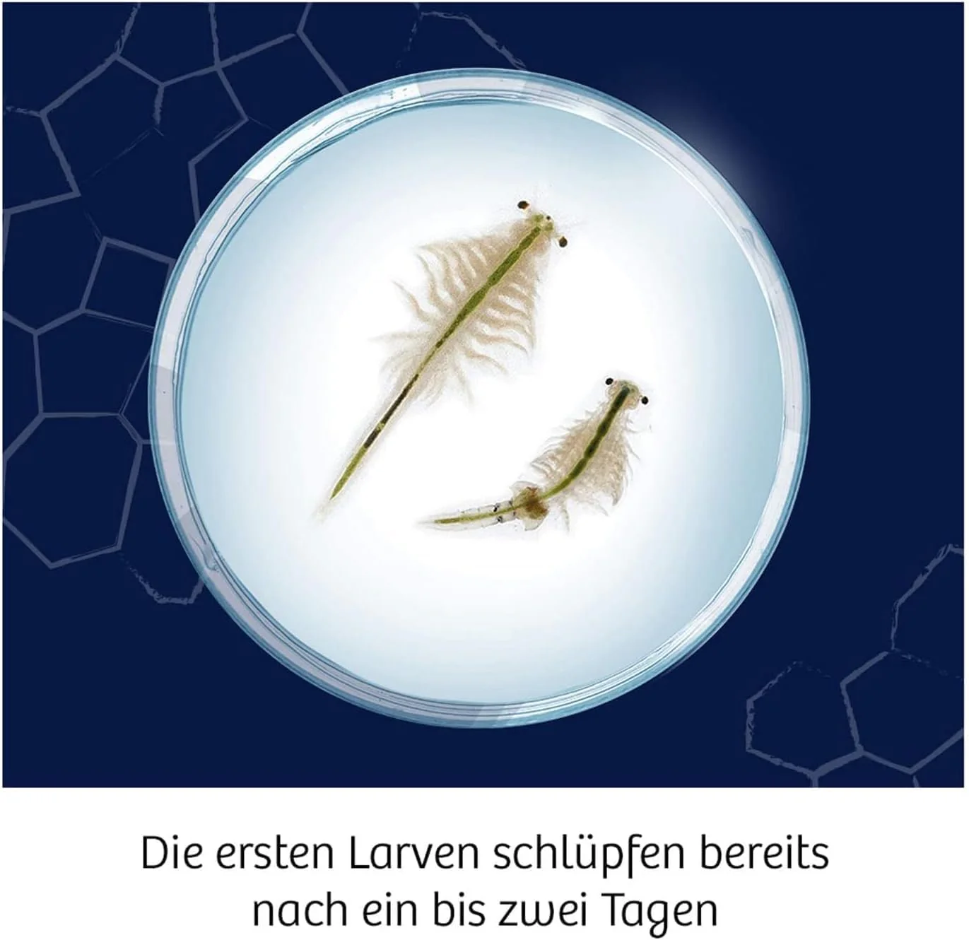 KOSMOS 654160 Fun Science - Wuselnde Salzkrebse,Erwecke die Urzeit zum Leben,Experimentier-Set für Kinder ab 8 Jahre,Komplett-Set für Einsteiger mit Eier,Futter - Image 6