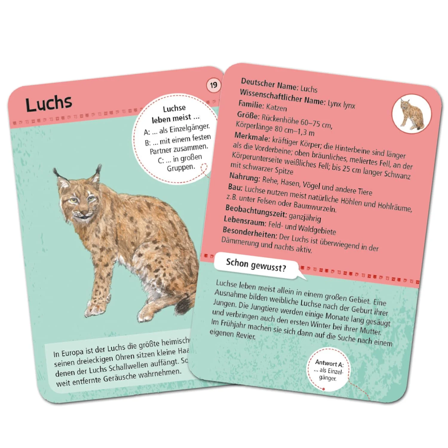 moses. Expedition Natur - 50 heimische Wald- und Wildtiere, Entdeckerkarten zur Bestimmung von Tierarten, Outdoor-Spielzeug für Kinder ab 6 Jahren - Image 5