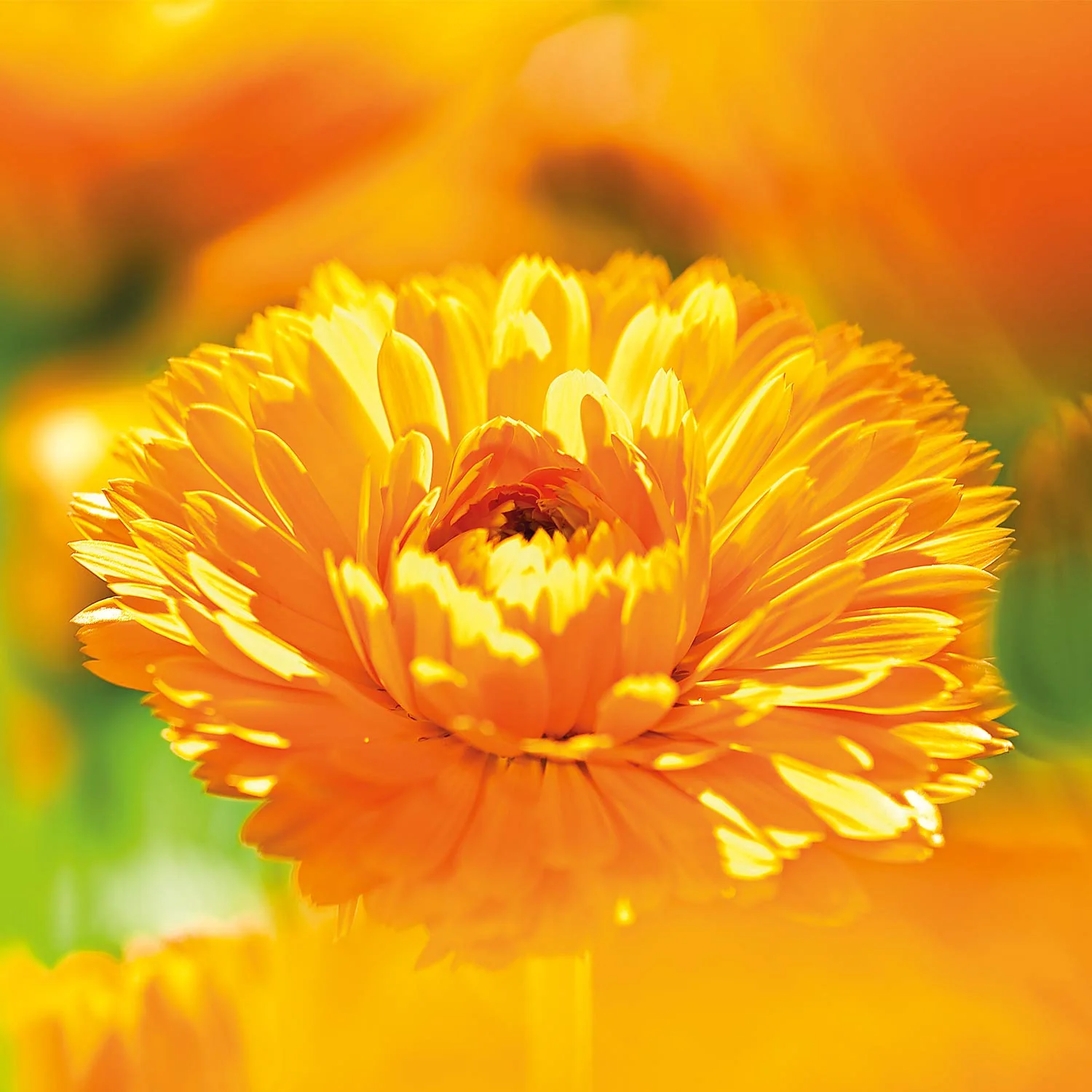 WELEDA Bio Baby Calendula Pflegeöl parfümfrei - veganes Naturkosmetik Babyöl mit Sesamöl zur Pflege & Massage von Babys. Körperöl zum Schutz vor Hautreizungen, Wundwerden & trockener Haut (1x200ml) - Image 5